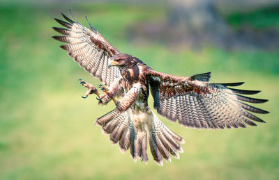 Close-up of kestrel