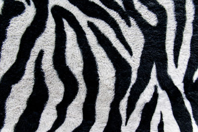 Close-up of a zebra