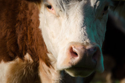 Close-up of cow