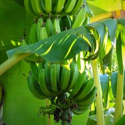 Close-up of bananas growing on tree