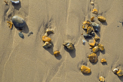 High angle view of crab on beach