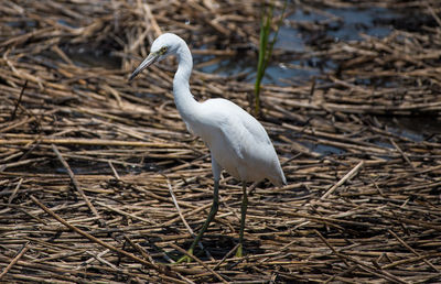 High angle view of a bird on dry land