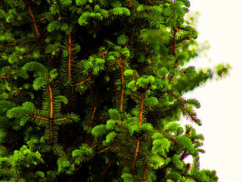 Low angle view of fern against trees