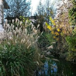 Stream in forest