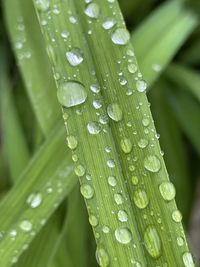 Close-up of raindrops on leaves