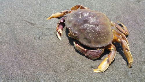 High angle view of crab on sand