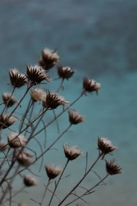 Close-up of thistle against sky