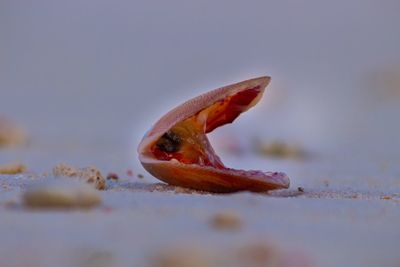Close-up of orange clam on beach