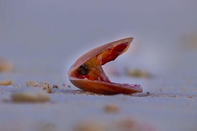 Close-up of orange leaf on land