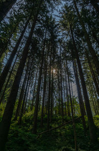 Low angle view of trees in forest