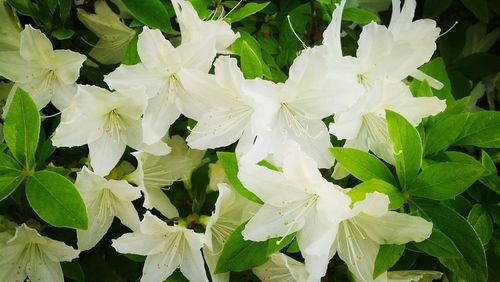 Close-up of white flowering plant leaves