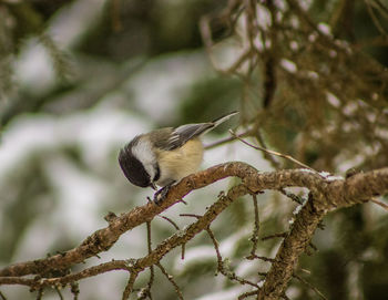 Low angle view of bird perching on tree