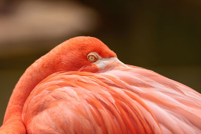 Close-up of bird