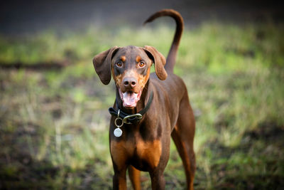 Portrait of dog standing on field