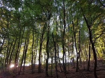 Low angle view of bamboo trees in forest