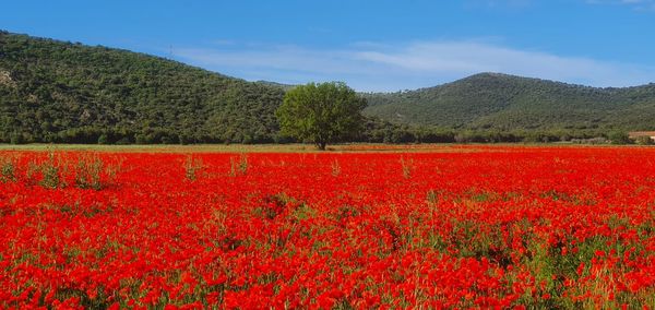 Red flowering plants on field against mountains