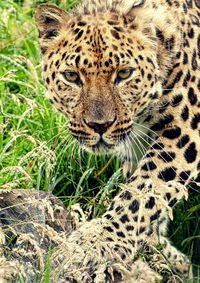 Portrait of leopard on field