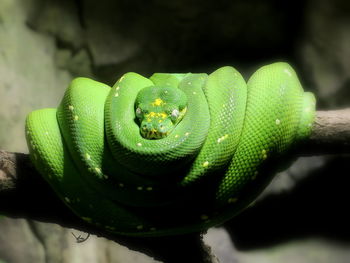 Green tree python curled up on branch at zoo