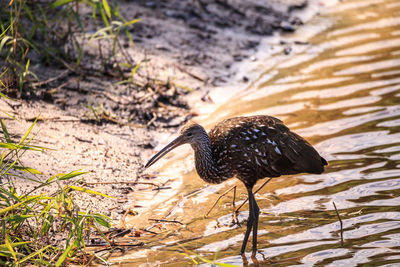 Limpkin bird aramus guarauna forages for mollusks in the lake at myakka state park in sarasota