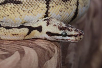 Close-up of a snake