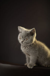 Close-up of a cat looking away