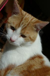Close-up of cat