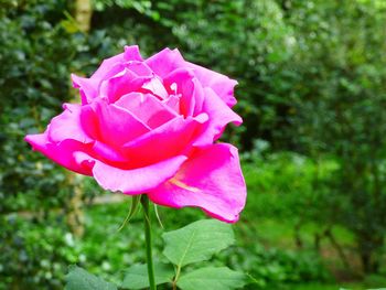 Close-up of pink rose