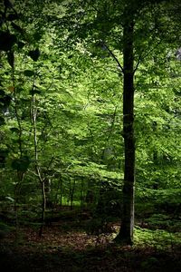 plant