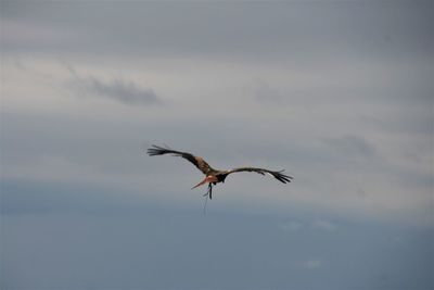 Low angle view of bird flying in sky