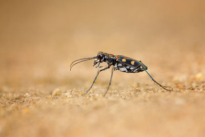 Close-up of fly on land