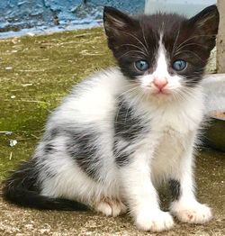 Portrait of cat sitting outdoors