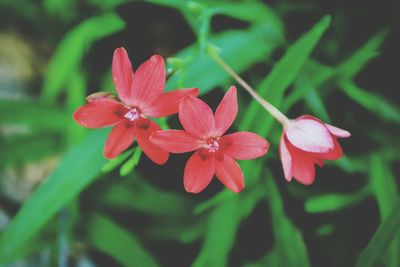 Close-up of pink flowers growing outdoors