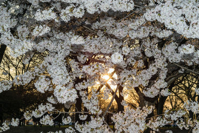 Low angle view of cherry blossom on rock