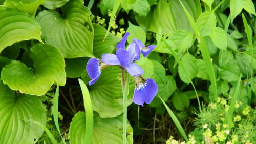 Close-up of purple flowers blooming outdoors