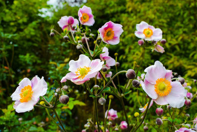 Close-up of pink flowering plants