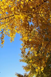 Low angle view of tree against sky during autumn