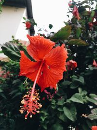 Close-up of hibiscus blooming outdoors