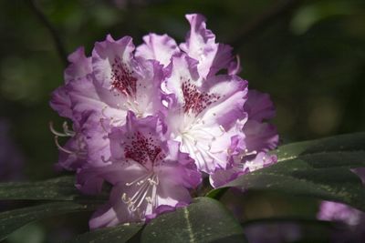 Close-up of pink flower blooming