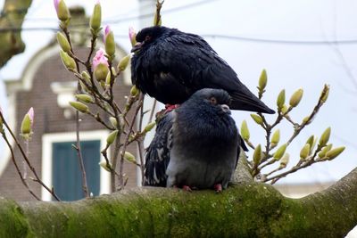 Bird perching on branch