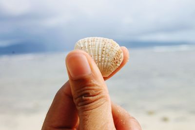 Close-up of human hand holding shell at beach