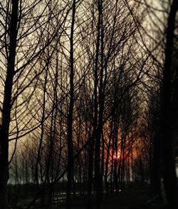Silhouette of bare trees in forest
