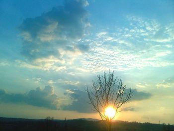 Tree against sky during sunset