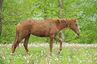 Side view of a horse on field