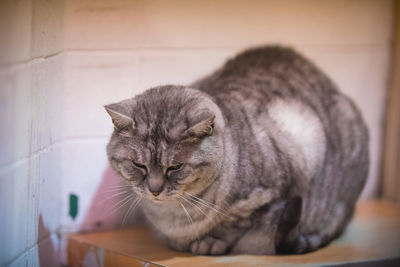 Close-up of a cat looking away