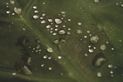 Close-up of raindrops on leaves