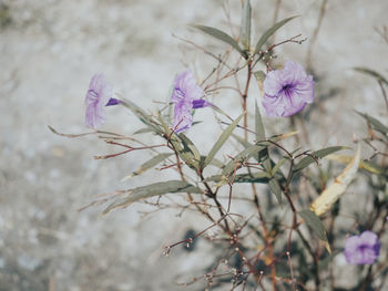 Close-up of flowers blooming outdoors