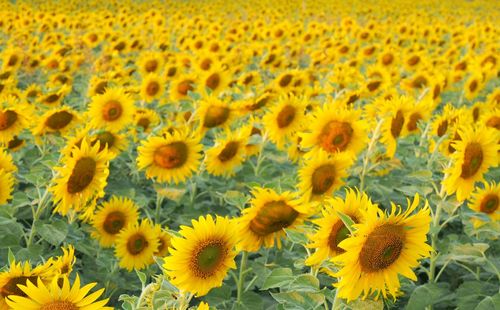 Close-up of yellow sunflower field