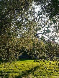 Trees on grass against sky