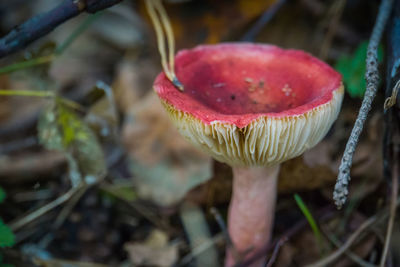 Close-up of mushroom growing on field