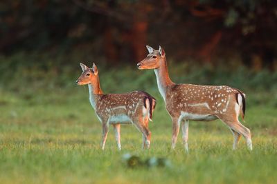 Deer standing on field